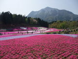 芝桜とＳＬ