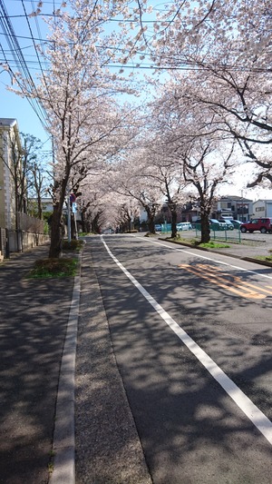 桜散歩