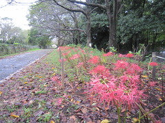 曼珠沙華