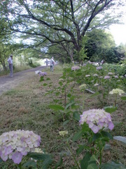 紫陽花咲いた