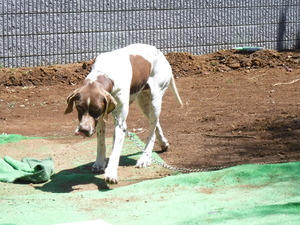 犬小屋製作依頼